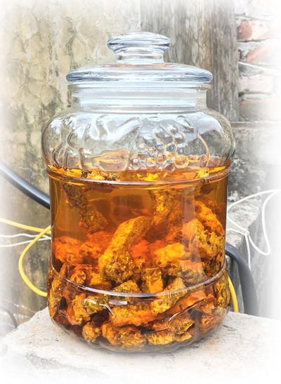 Đế Đông Trùng Hạ Thảo Hữu Cơ Sấy Thăng Hoa