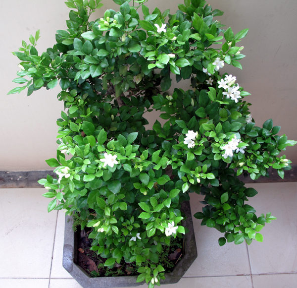 Nguyệt Quế - Công ty Cổ Phần Giống cây trồng Đ.H Nông Nghiệp 1 Nguyệt Quế - Công Ty Cổ Phần Giống Cây Trồng Đ.H Nông Nghiệp 1