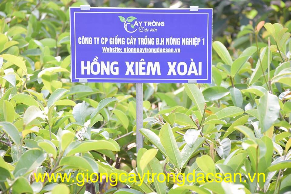 Cây giống hồng xiêm xoài  Cho quả ngọt năng suất và giá trị cao