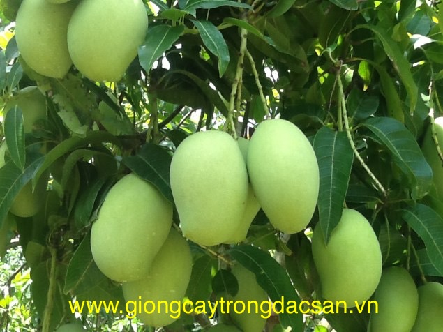 6. Thị trường và xuất khẩu xoài keo