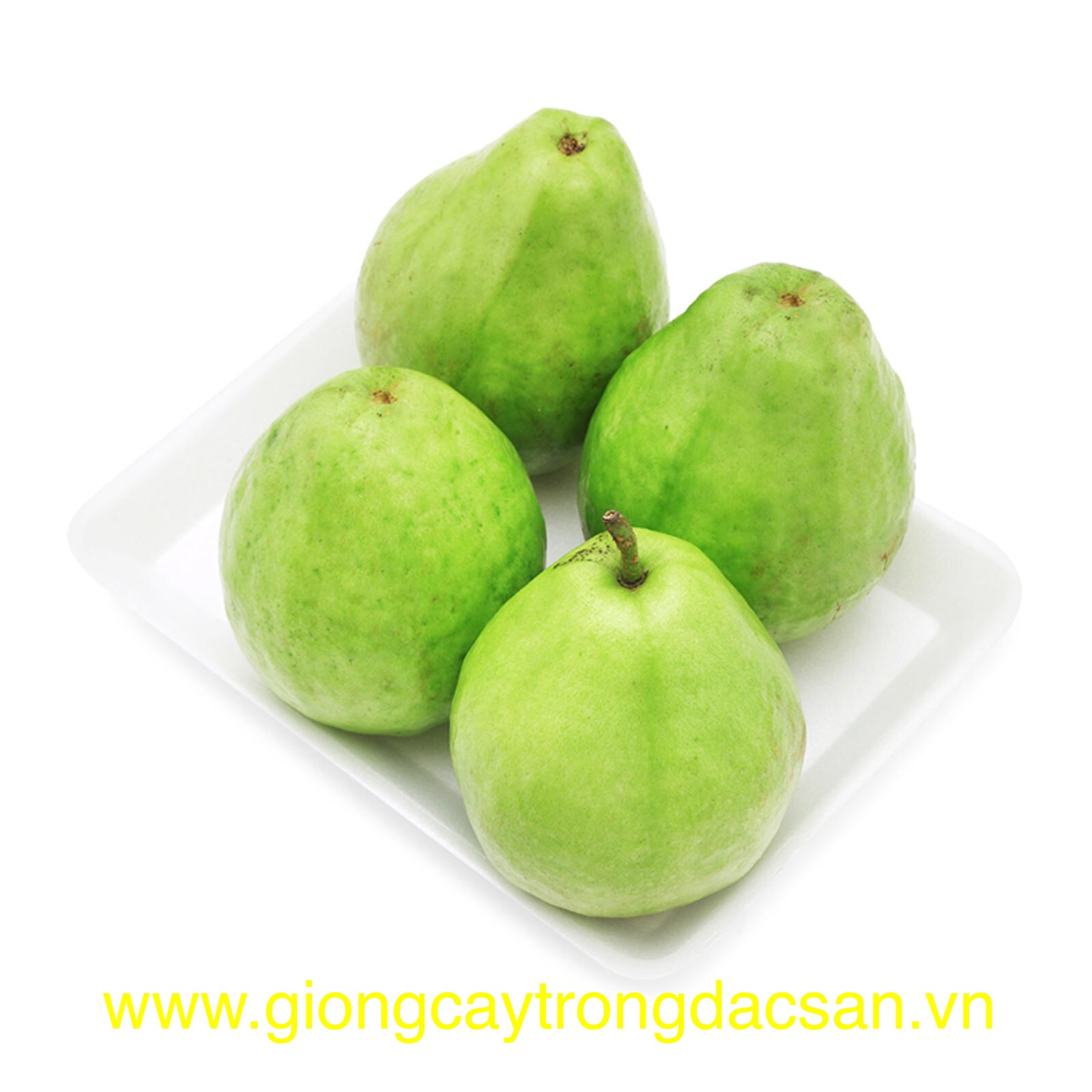 www.giongcaytrongdacsan.vn