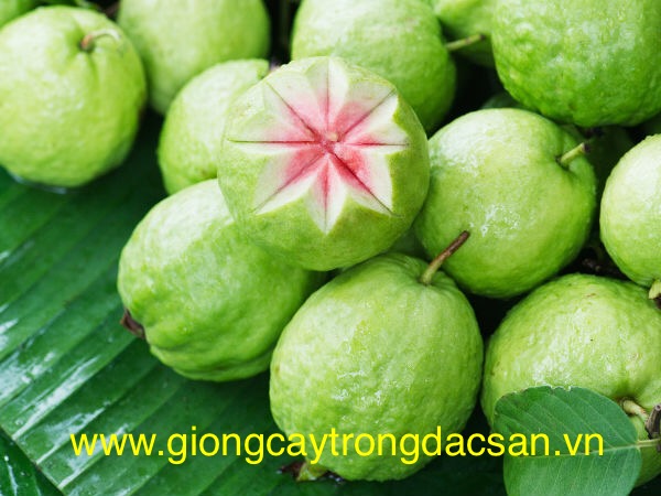 www.giongcaytrongdacsan.vn