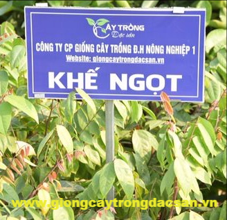 Khế Ngọt