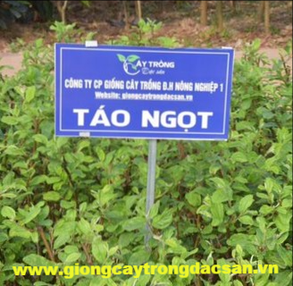 Táo Ngọt D28