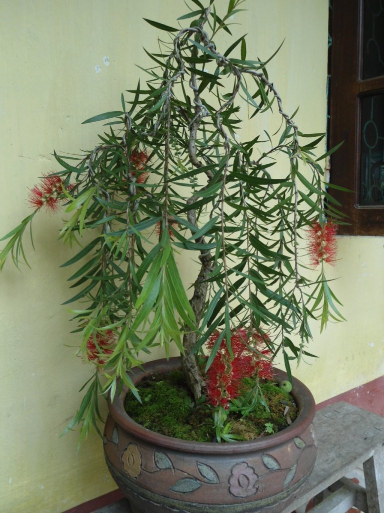 Cây Liễu Rủ - Công ty Cổ Phần Giống cây trồng Đ.H Nông Nghiệp 1