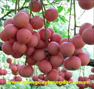 Cây Dâu Da - Công Ty Cổ Phần Giống Cây trồng Đ.H Nông Nghiệp 1 Cây Dâu Da - Công Ty Cổ Phần Giống Cây Trồng Đ.H Nông Nghiệp 1