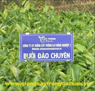 Bưởi Đào Chuyên