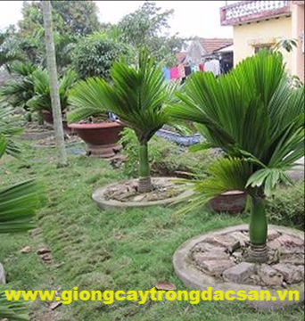 Cây Cau Lùn