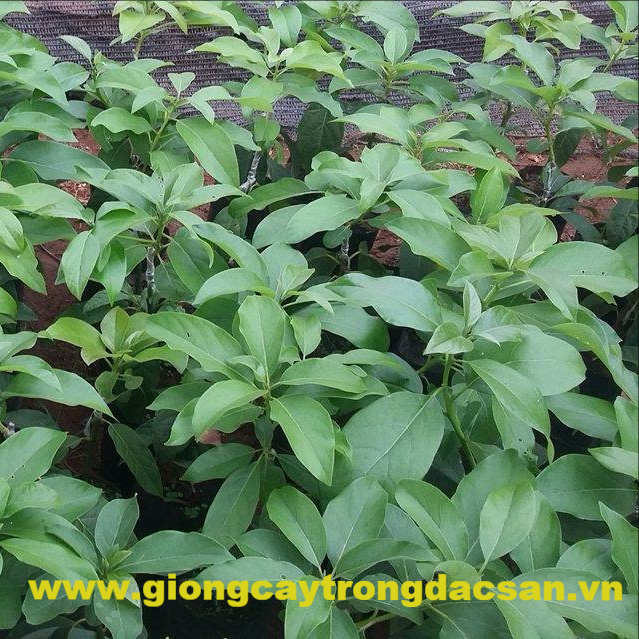 Bơ Booth7 - Công ty Cổ Phần Giống cây trồng Đ.H Nông nghiệp 1