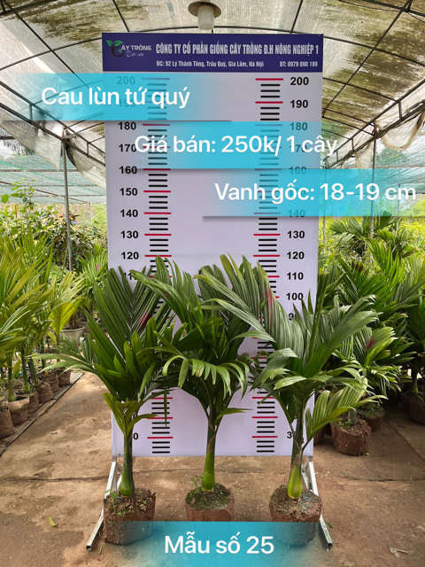 Cau lùn tứ quý