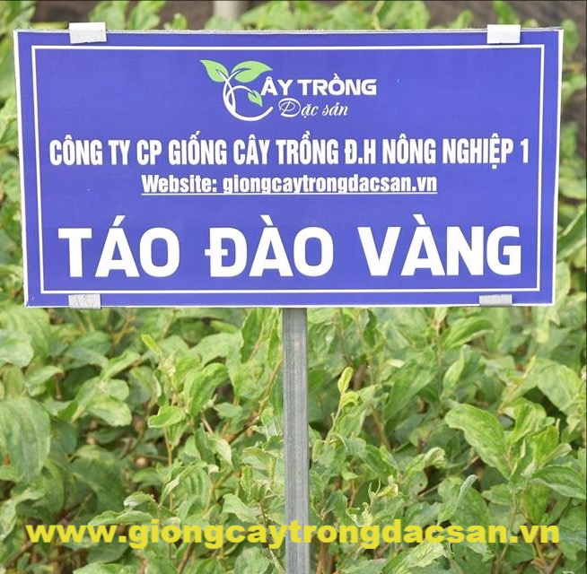 Táo Đào Vàng