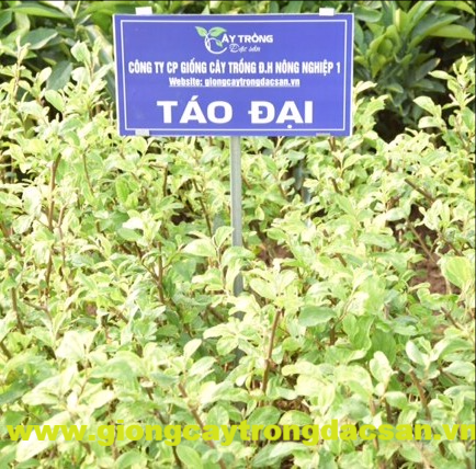 Táo Đại