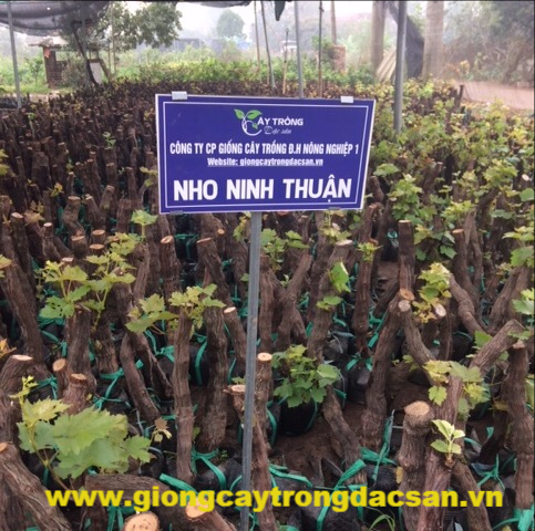 Nho Ninh Thuận
