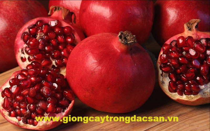 www.giongcaytrongdacsan.vn