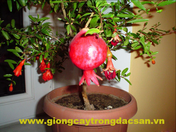 www.giongcaytrongdacsan.vn