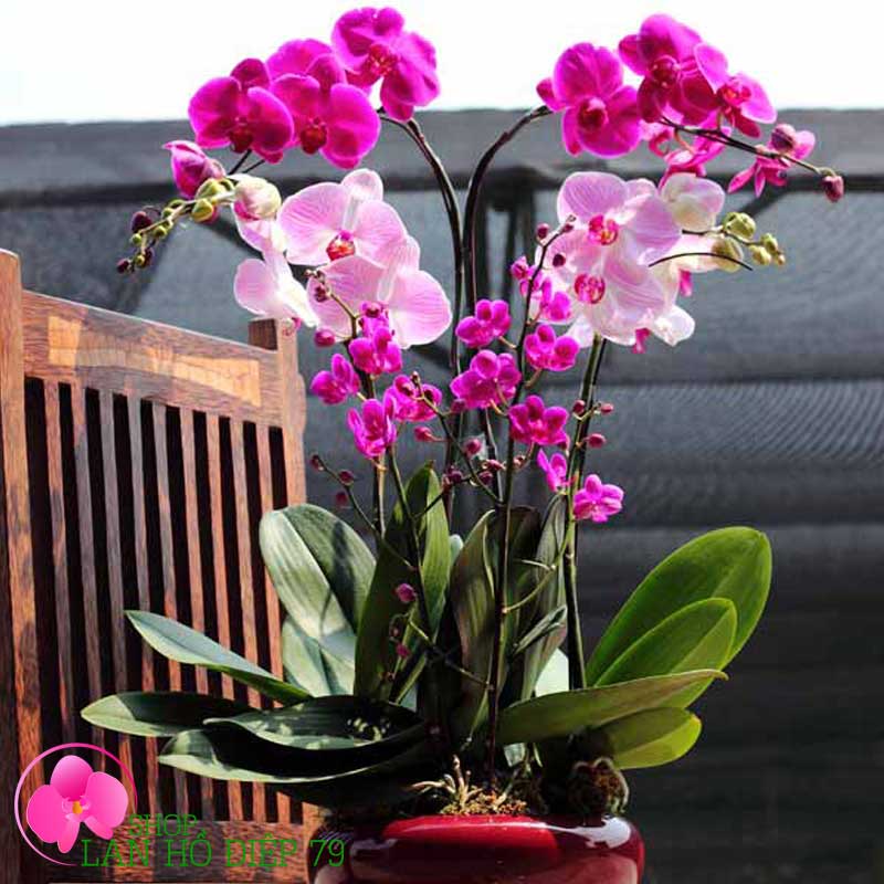 Chậu lan trắng tím kết hợp tặng sinh nhật