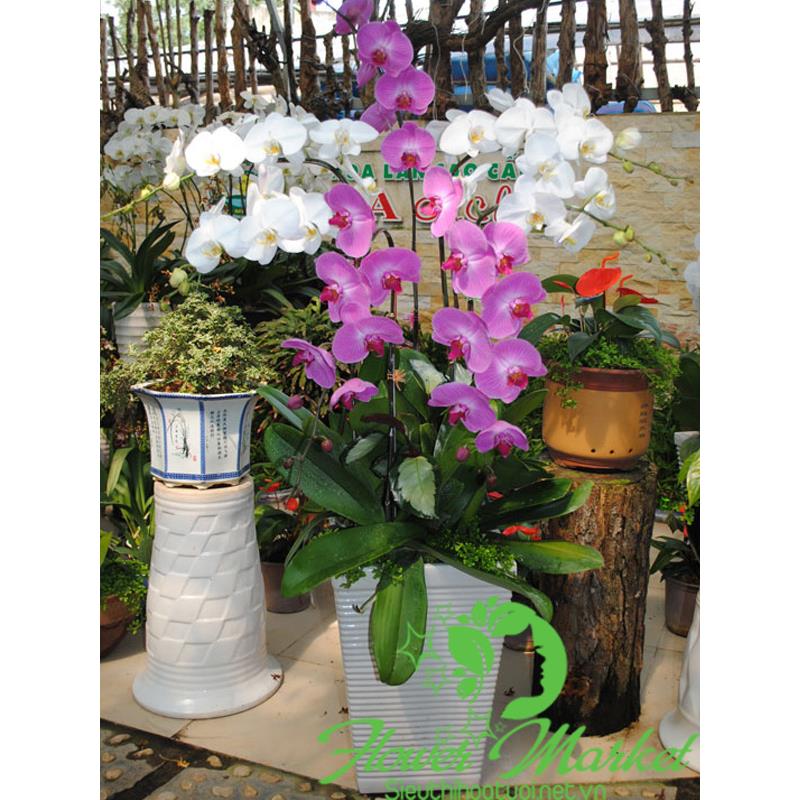 Shop bán hoa khai trương LHD044