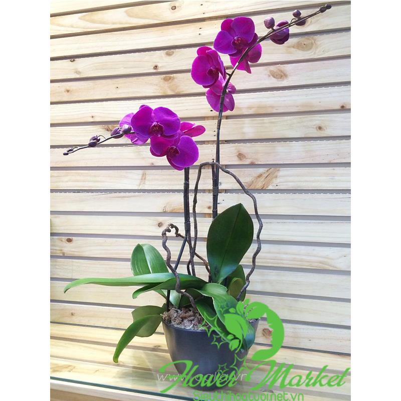 Hoa tặng sinh nhật sếp LHD174