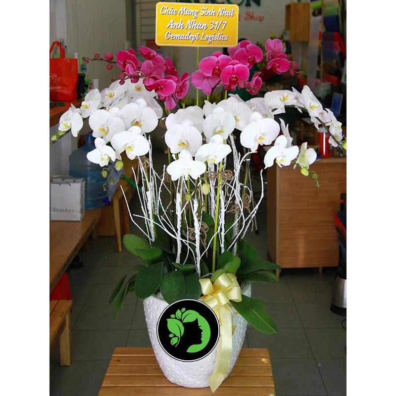 Hoa chúc mừng giá rẻ DHCM67