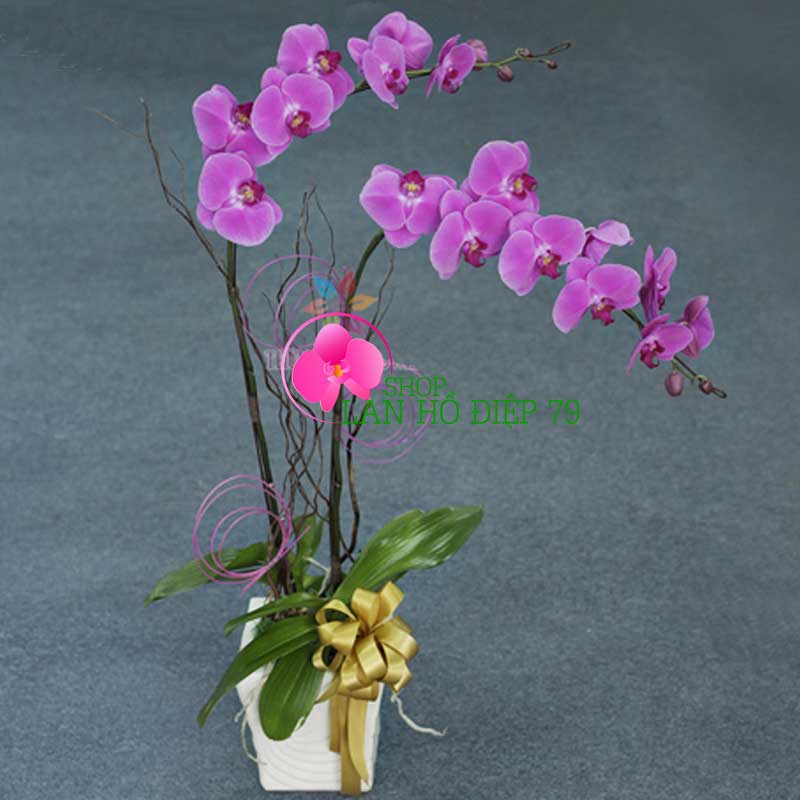 Bán chậu lan hồ điệpgiá rẻ 2 cành màu tím TMS-23