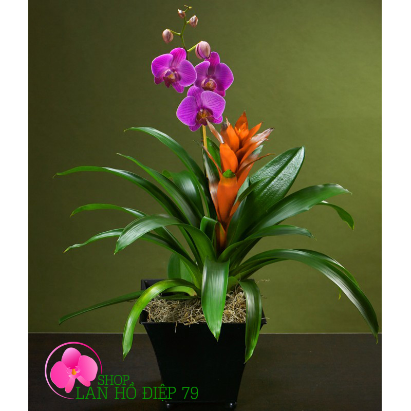 Chậu hồ điệp 1 cành trang trí đẹp mắt TMS-54