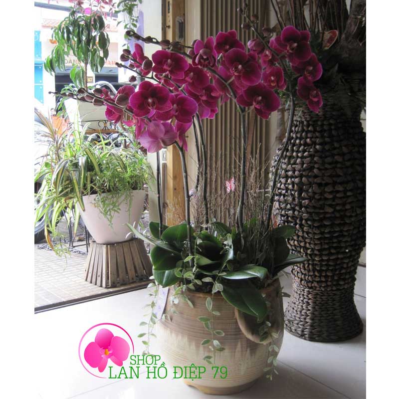 Chậu hồ điệp tím 6 cành vạn sự như ý TMS-17