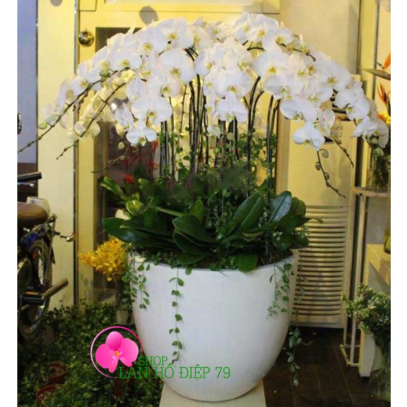 Chậu hồ điệp trắng 21 cành TRMS-128
