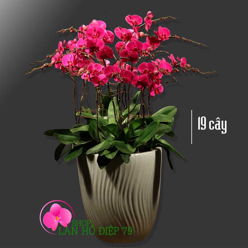 Chậu hoa lan hồ điệp màu tím 19 cành viên mãn TMS-41