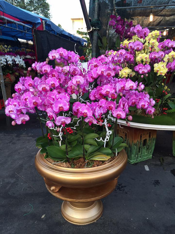 Chậu hoa lan hồ điệp TMS-73