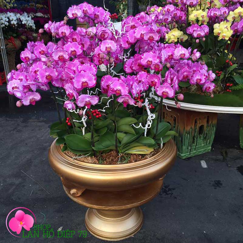 Chậu hoa lan hồ điệp TMS-73