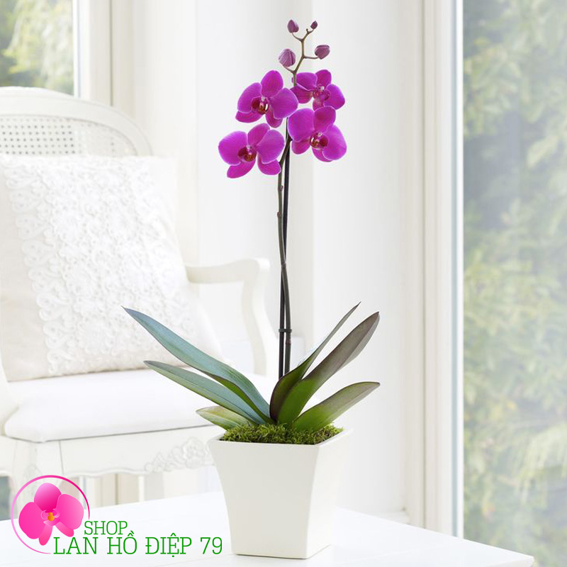 Chậu lan hồ điệp 1 cành mộng mơ TMS-06