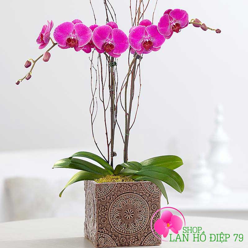 Chậu lan hồ điệp 2 cành tím cổ điển TMS-32