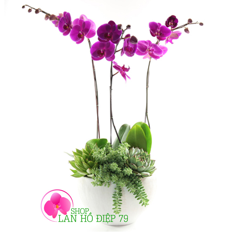 Chậu lan hồ điệp 3 cành tím bonsai TMS-04