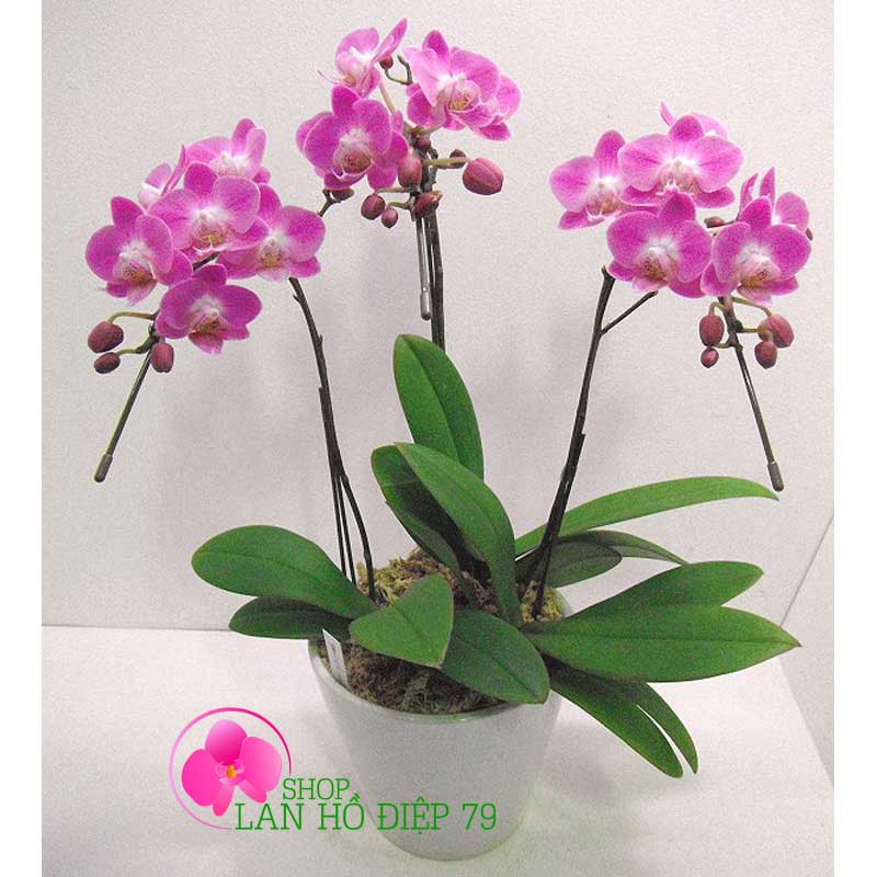 Chậu lan hồ điệp 3 cành tím TMS-31