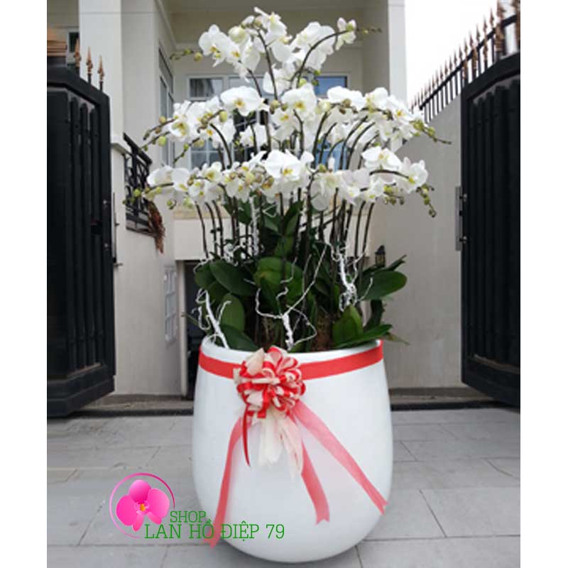 Chậu lan hồ điệp 38 cành mộng mơ TRMS-111