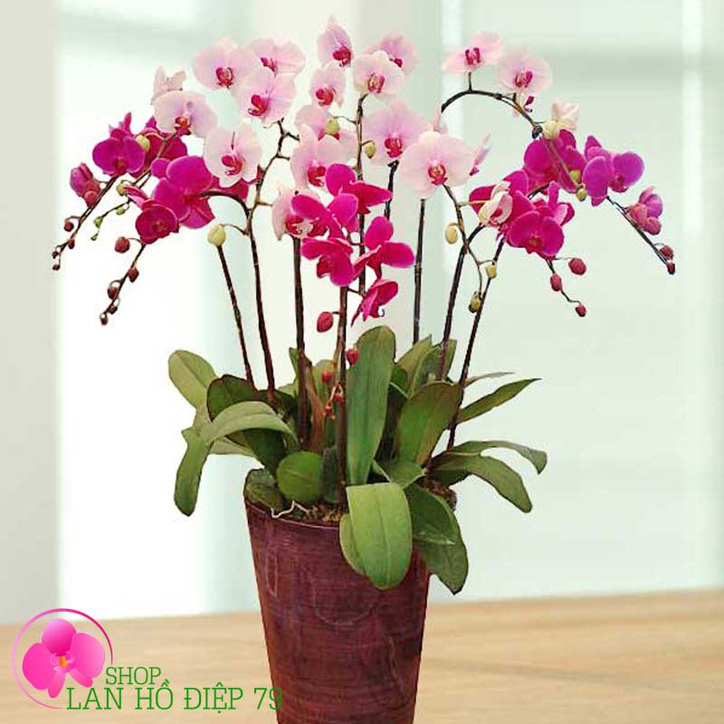 Chậu lan hồ điệp 8 cành màu hồng tím TMS-53