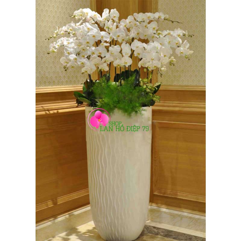 Chậu lan hồ điệp cao cấp 30 cành TRMS-109