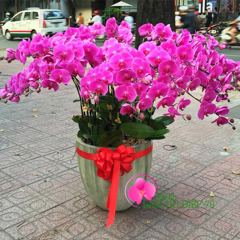 Chậu lan hồ điệp cao cấp ghép 30 cành tím đẹp nhất TMS-45