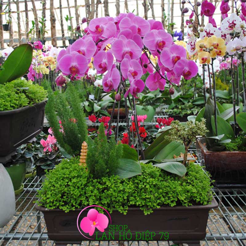 Chậu lan hồ điệp chơi tết 5 cành tím tiểu cảnh TMS-34