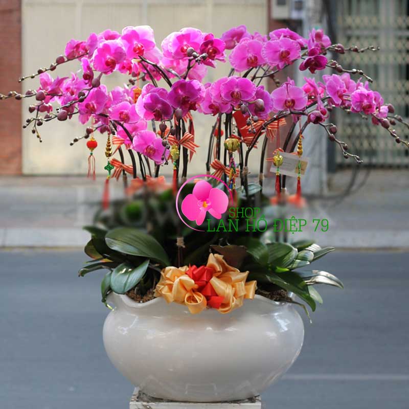 Chậu lan hồ điệp chúc mừng khai trương 12 cành tím TMS-19