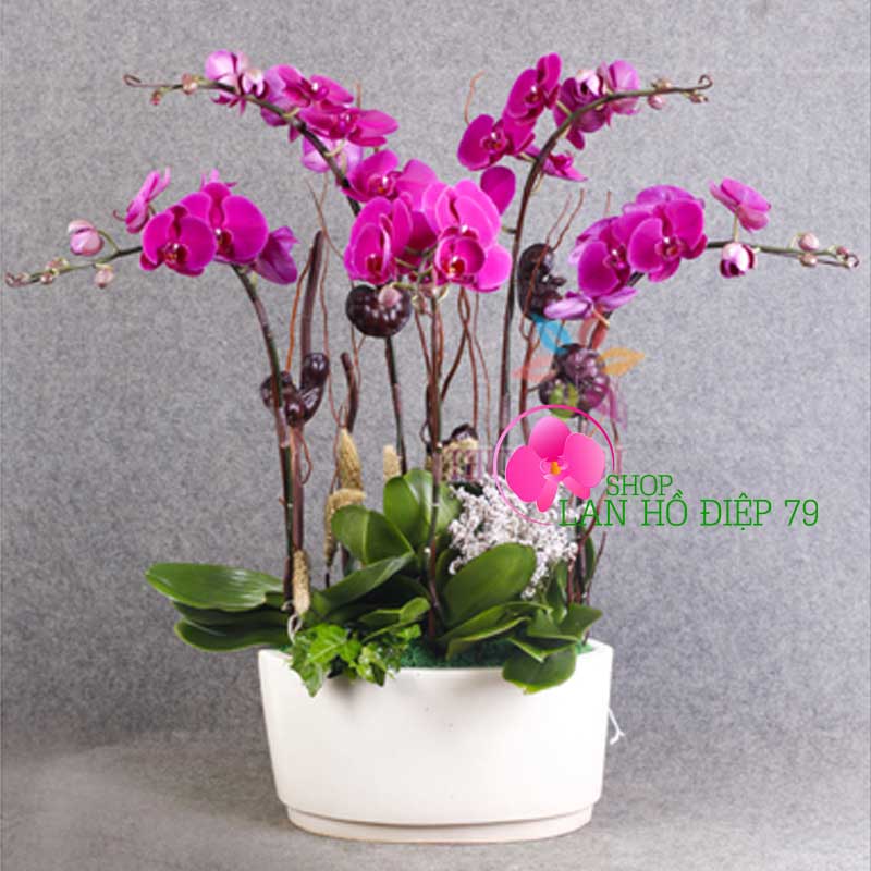 Chậu lan hồ điệp 5 cành tím TMS-21