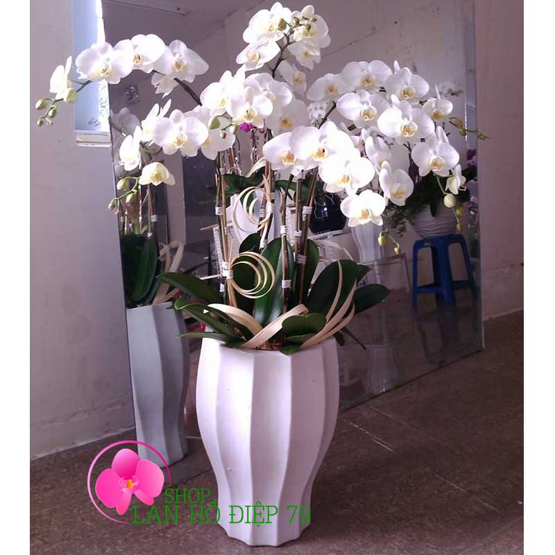 Chậu lan hồ điệp đẹp TRMS-55