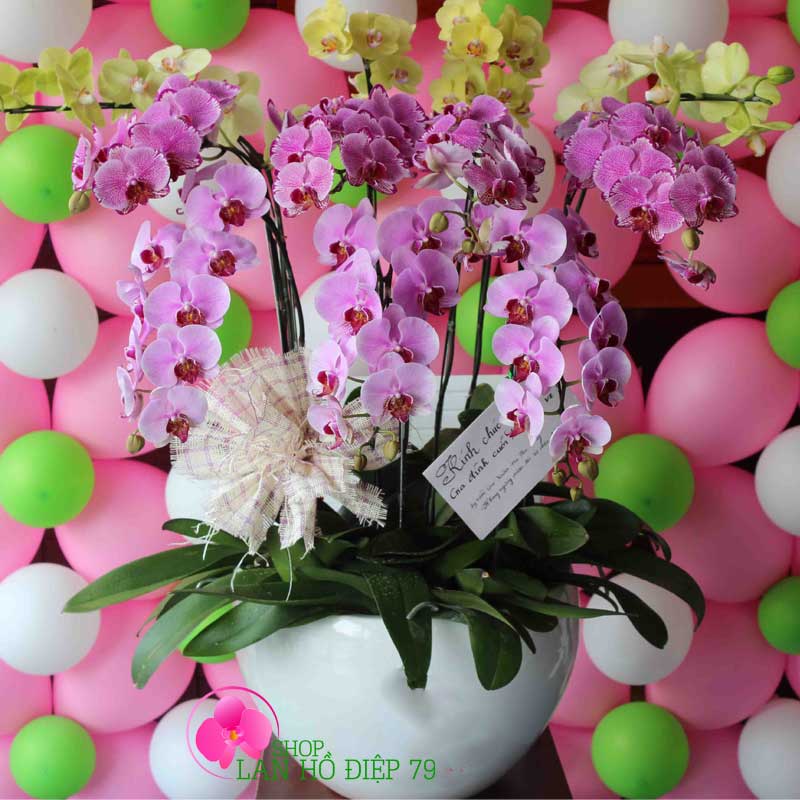 Chậu lan hồ điệp mừng lễ khởi công PMS-123
