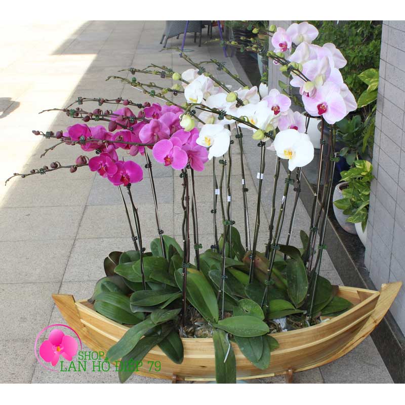 Chậu lan hồ điệp nghệ thuật PMS-114
