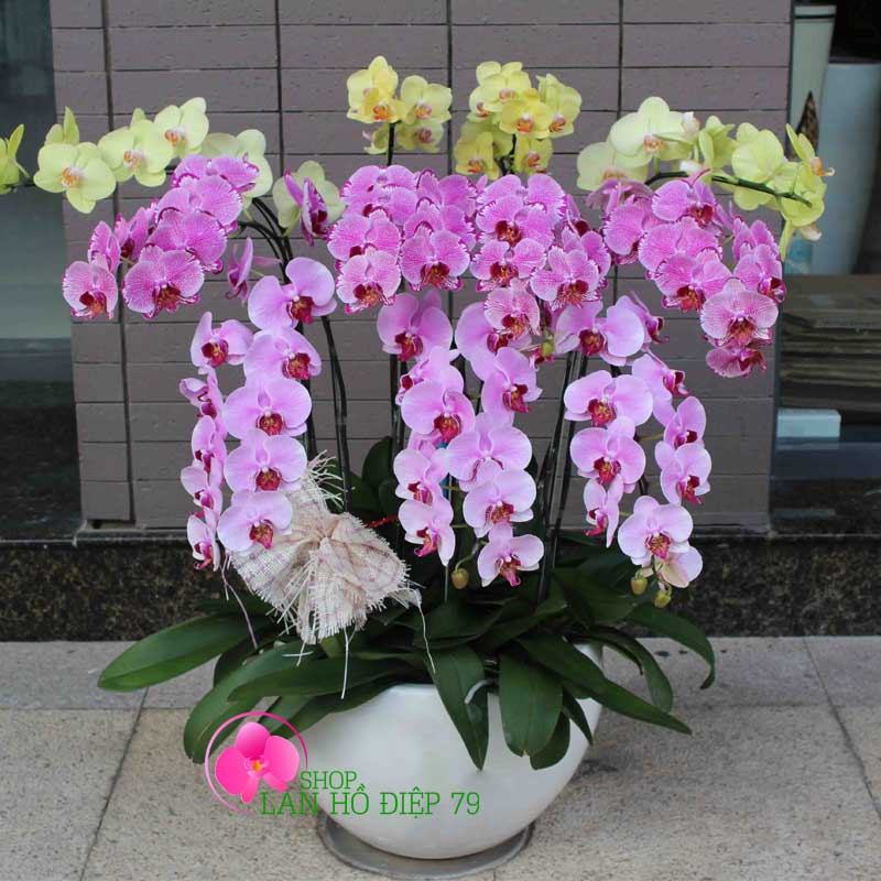 Chậu lan hồ điệp nghệ thuật PMS-122