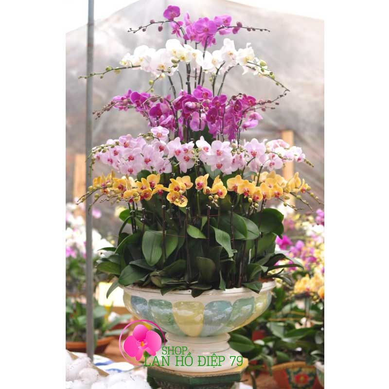 Chậu lan hồ điệp nghệ thuật PMS-126