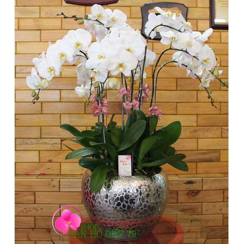 Chậu lan hồ điệp sang trọng TRMS-118