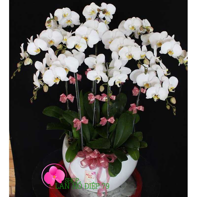 Chậu lan hồ điệp sang trọng TRMS-119