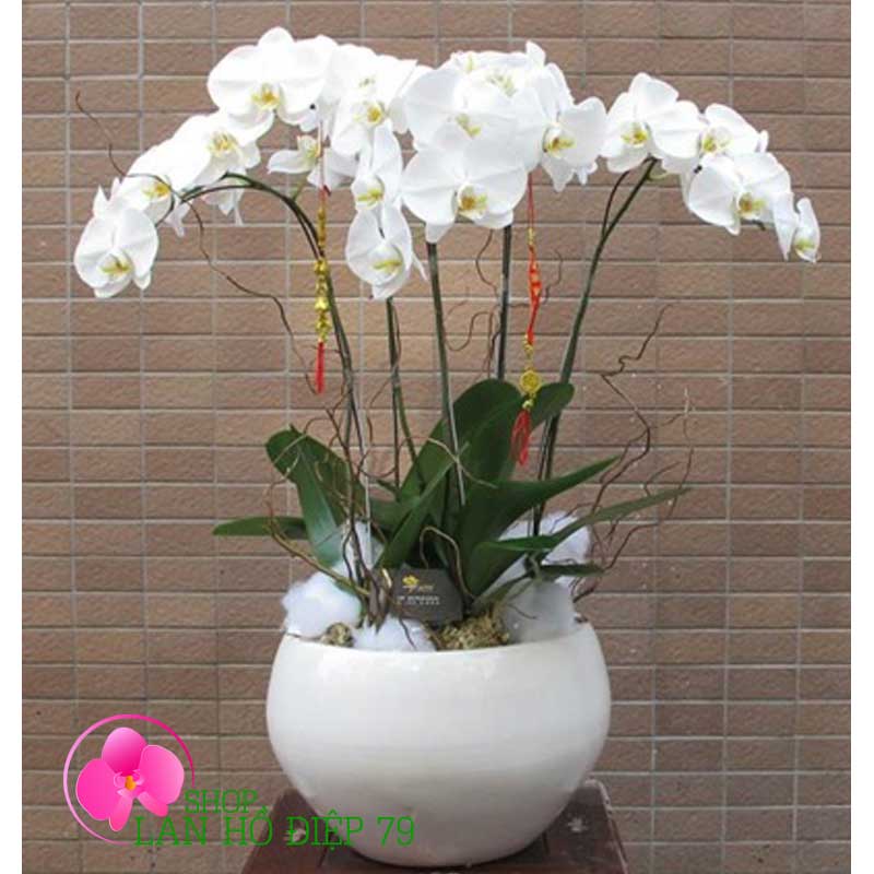 Chậu lan hồ điệp tặng bạn gái ngày 14-2 TRMS-48
