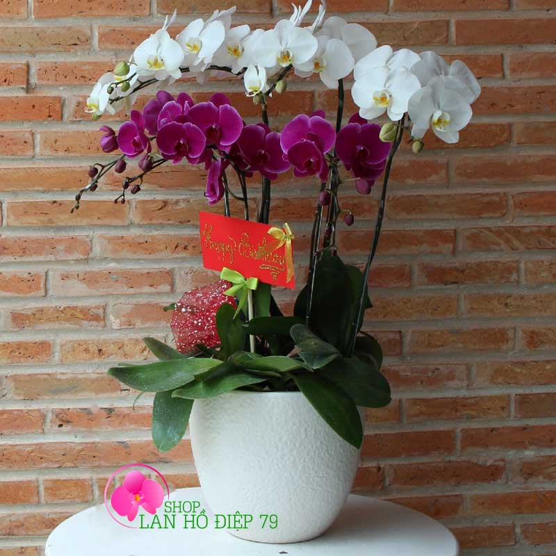 Chậu lan hồ điệp tặng đối tác PMS-109